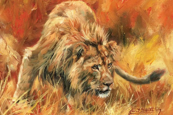 David Stribbling: Lion Alert by David Stribbling