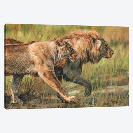 Lion And Lioness Canvas Print #STG58} by David Stribbling Canvas Print