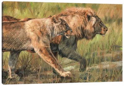 Lion And Lioness Canvas Art Print - David Stribbling