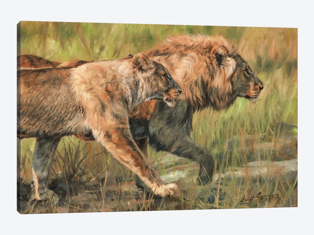 Lion And Lioness by David Stribbling 1-piece Canvas Art