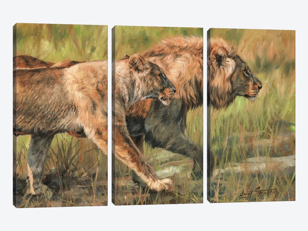 Lion And Lioness by David Stribbling 3-piece Canvas Wall Art