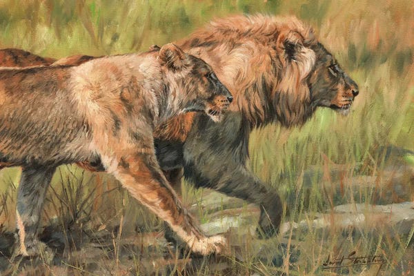 Fine Art Safari: Lion And Lioness by David Stribbling