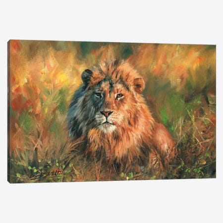 Lion At Sunset Canvas Print #STG59} by David Stribbling Canvas Art Print