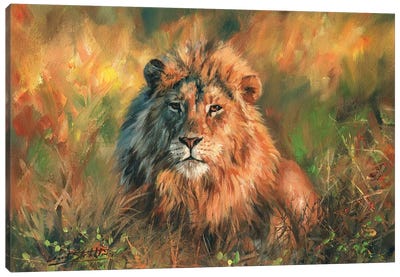 Lion At Sunset Canvas Art Print - Golden Hour Animals