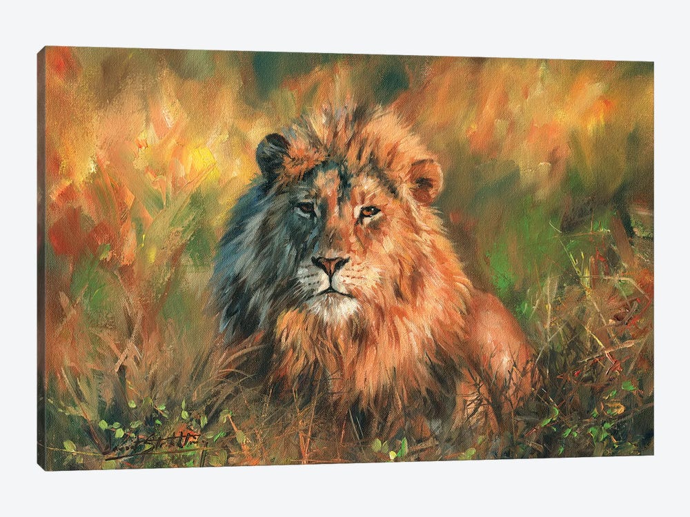 Lion At Sunset by David Stribbling 1-piece Art Print