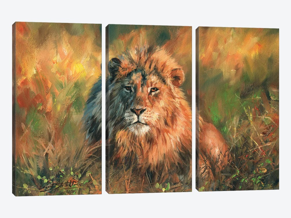 Lion At Sunset by David Stribbling 3-piece Canvas Art Print