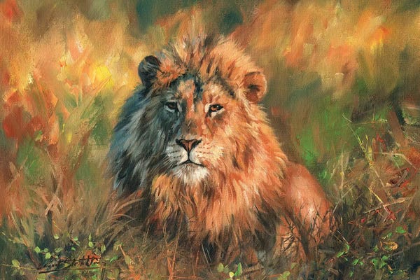 Golden Hour Animals: Lion At Sunset by David Stribbling