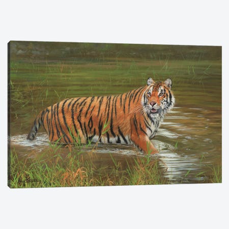 Amur Tiger Cooling Off Canvas Print #STG5} by David Stribbling Canvas Wall Art