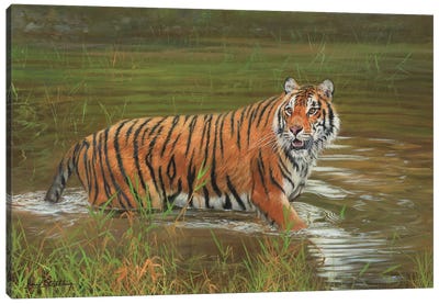 Amur Tiger Cooling Off Canvas Art Print - David Stribbling
