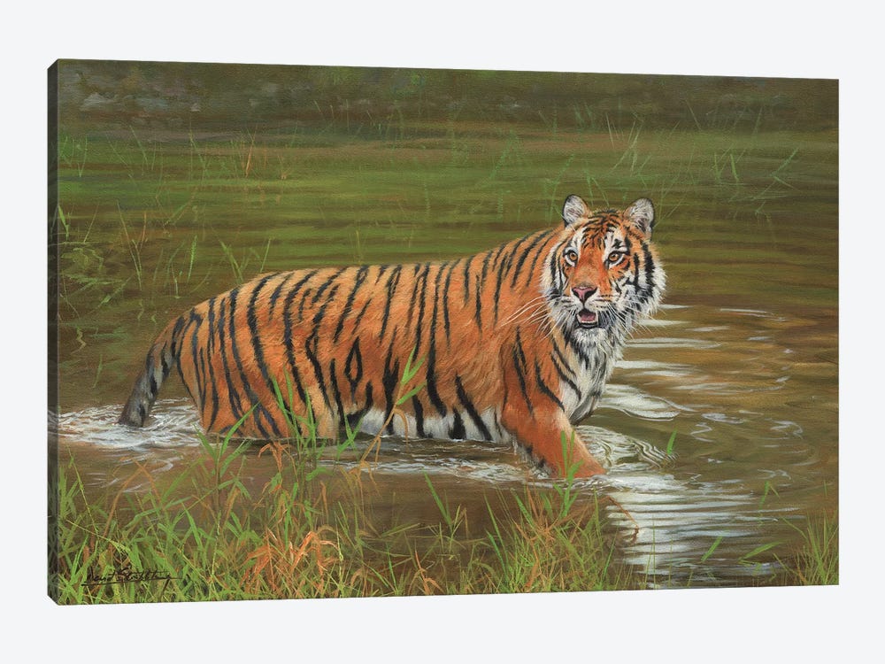 Amur Tiger Cooling Off by David Stribbling 1-piece Art Print