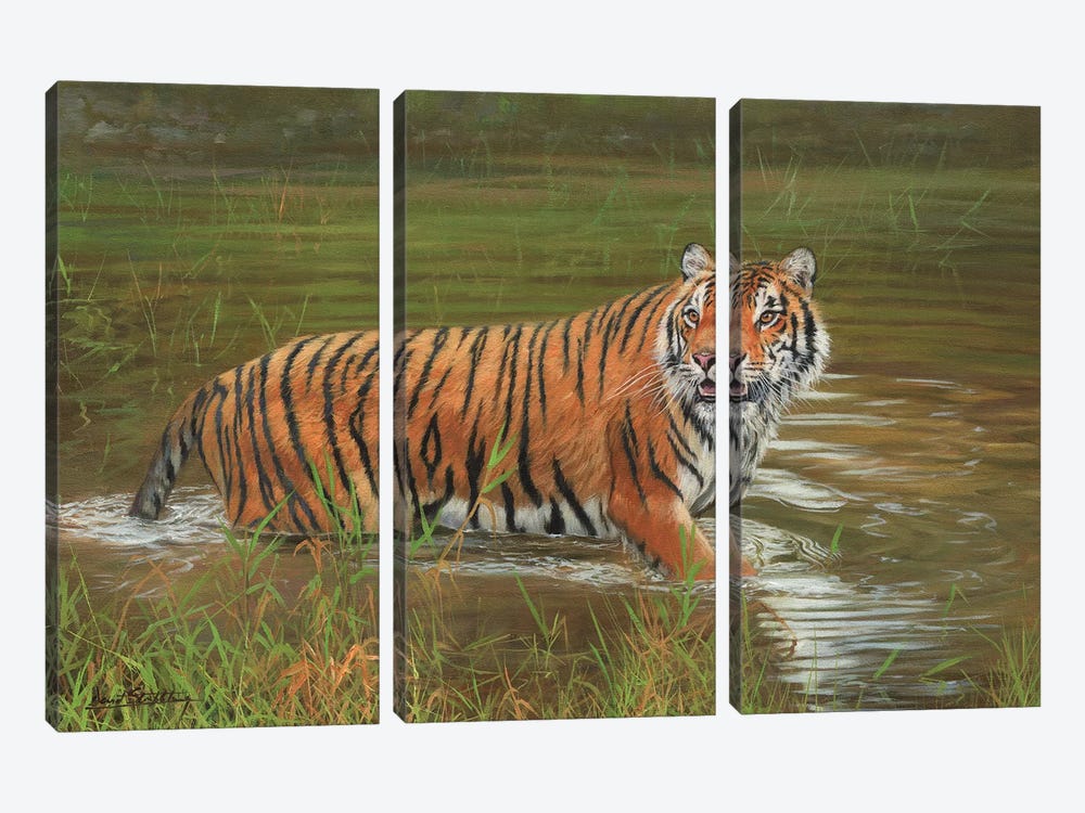 Amur Tiger Cooling Off by David Stribbling 3-piece Canvas Art Print