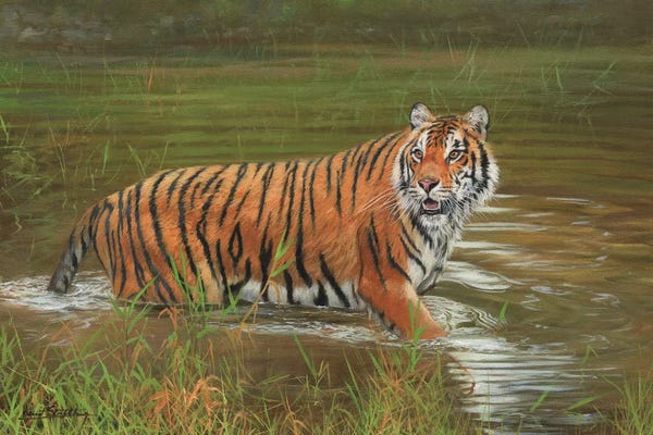 David Stribbling: Amur Tiger Cooling Off by David Stribbling