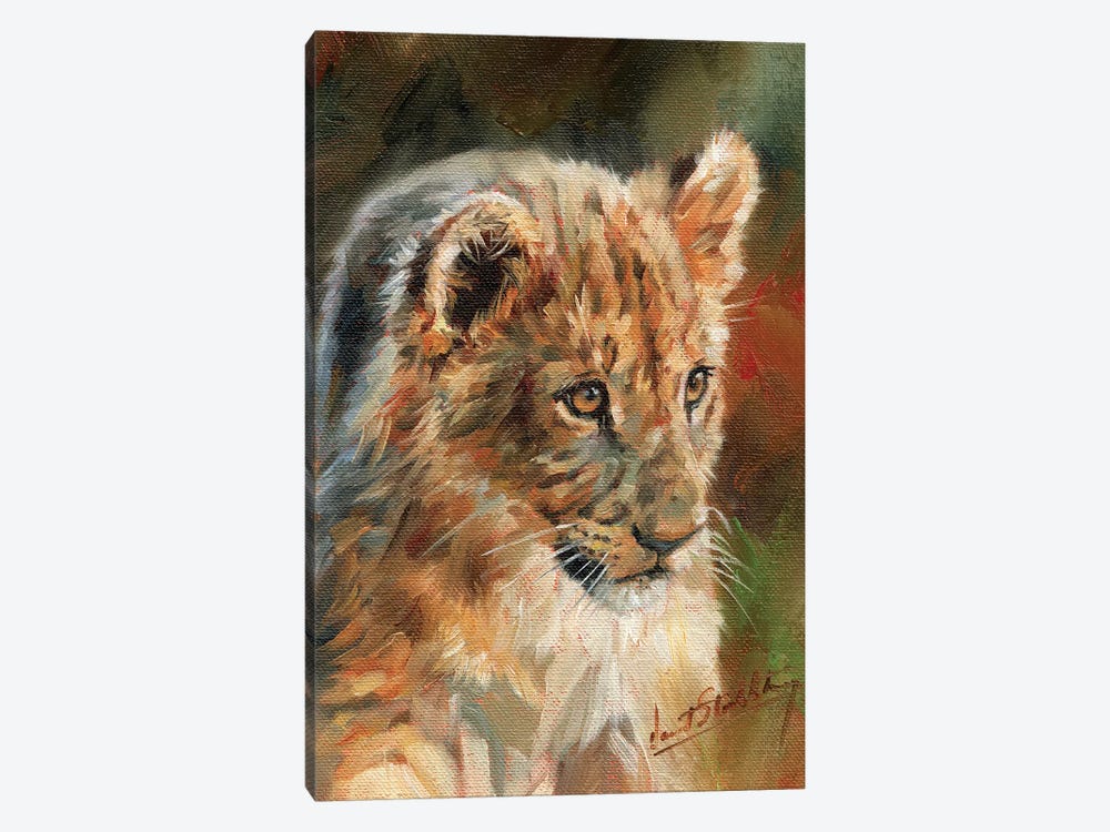 Lion Cub by David Stribbling 1-piece Canvas Art Print