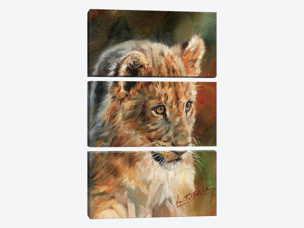 Lion Cub by David Stribbling 3-piece Canvas Print