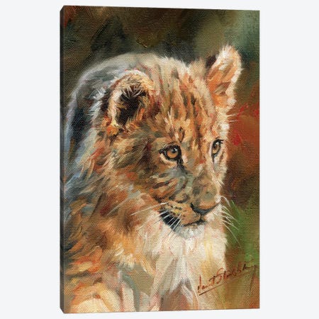 Lion Cub Canvas Print #STG60} by David Stribbling Canvas Wall Art