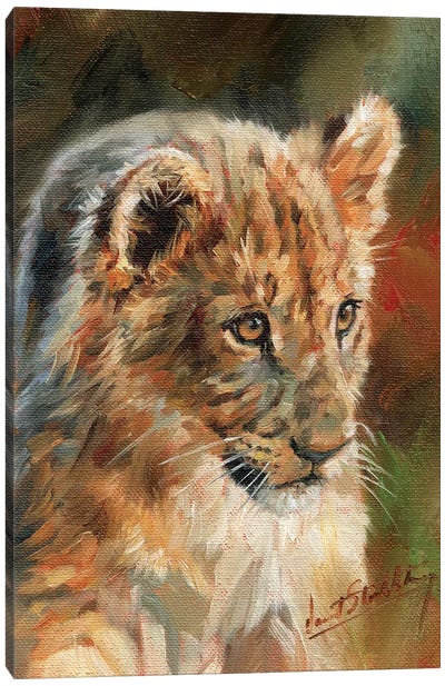 Lion Cub Canvas Art Print - David Stribbling