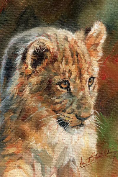 Lions: Lion Cub by David Stribbling