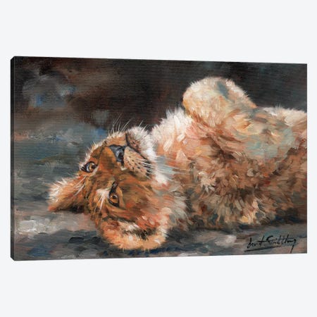 Lion Cub On Back Canvas Print #STG61} by David Stribbling Canvas Art
