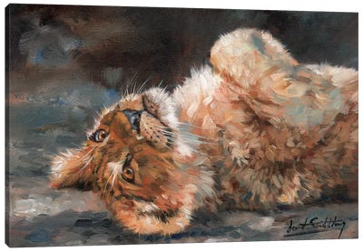 Lion Cub On Back Canvas Art Print - Photorealism Art