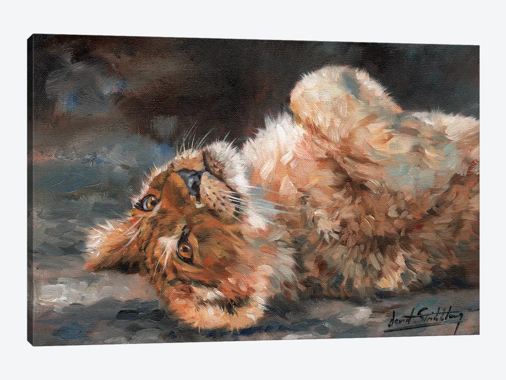 Lion Cub On Back by David Stribbling 1-piece Canvas Artwork