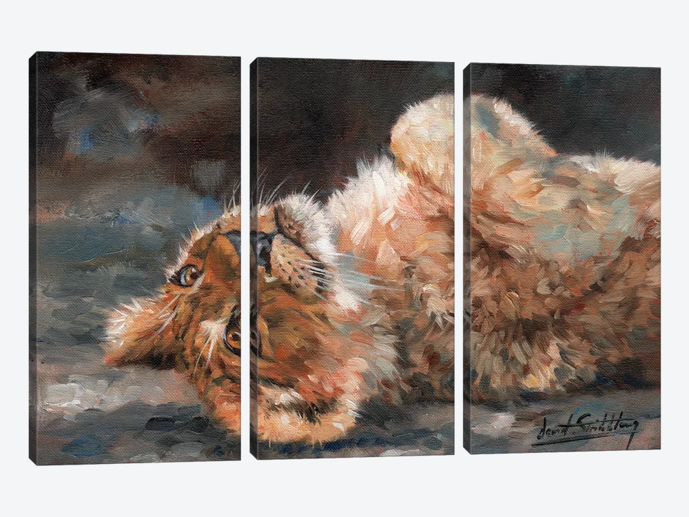 Lion Cub On Back by David Stribbling 3-piece Canvas Wall Art