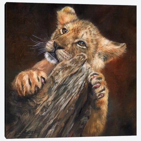 Lion Cub Tree Canvas Print #STG62} by David Stribbling Canvas Wall Art