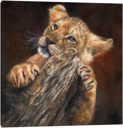 Lion Cub Tree Canvas Art Print - David Stribbling