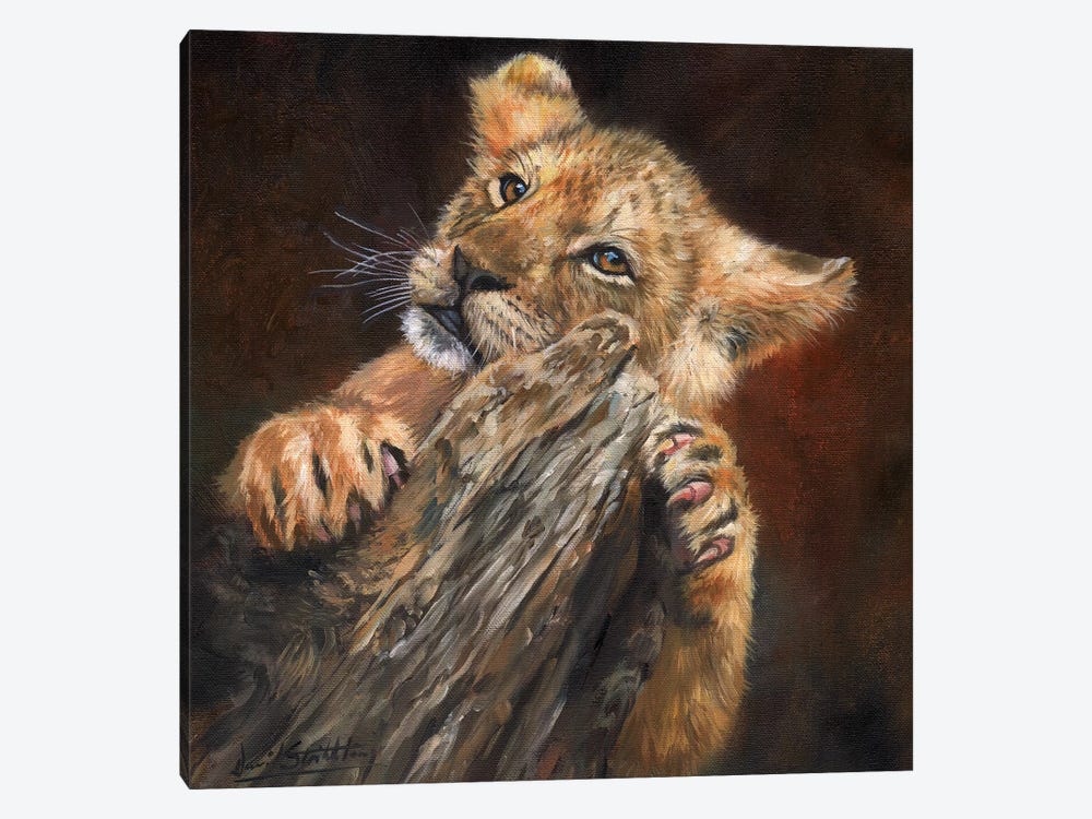 Lion Cub Tree by David Stribbling 1-piece Canvas Art Print