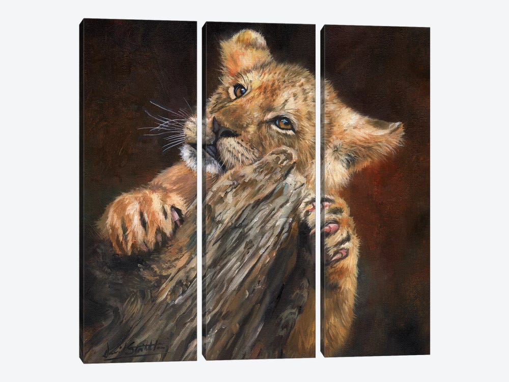 Lion Cub Tree by David Stribbling 3-piece Canvas Print