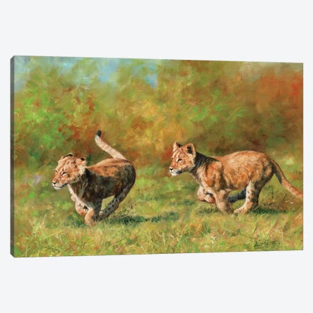 Lion Cubs Running Canvas Print #STG63} by David Stribbling Canvas Artwork
