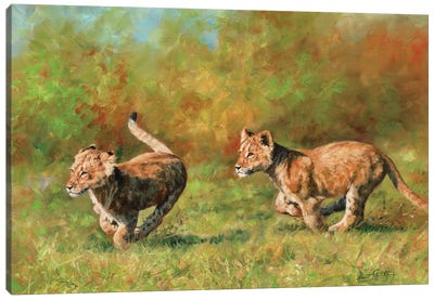 Lion Cubs Running Canvas Art Print - David Stribbling