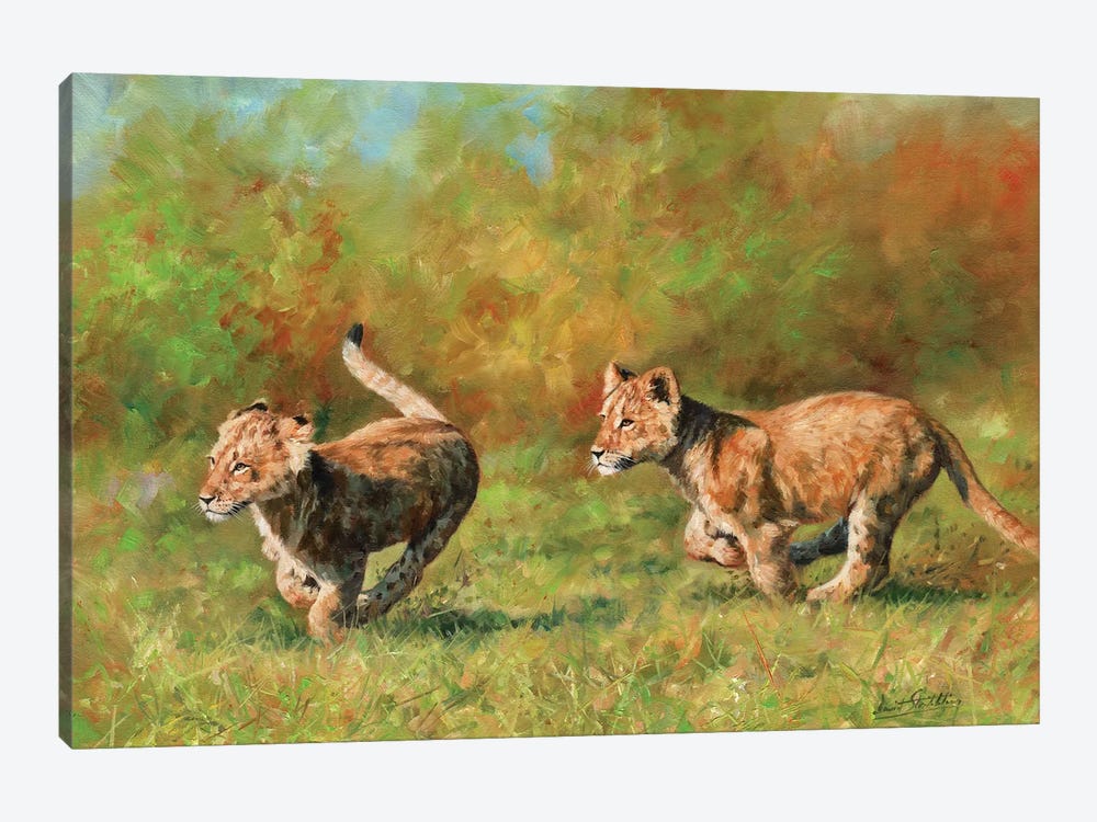 Lion Cubs Running by David Stribbling 1-piece Canvas Artwork