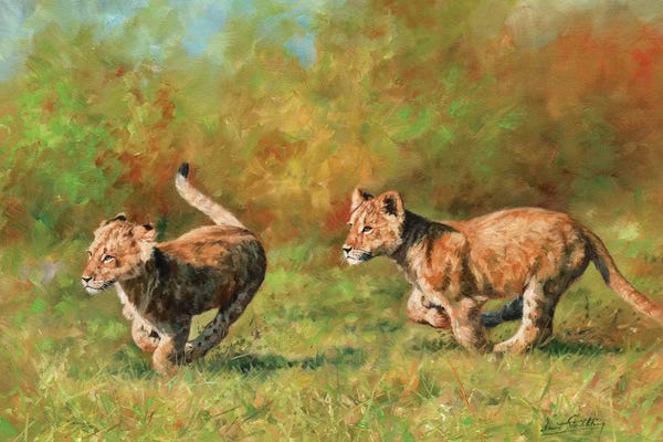 David Stribbling: Lion Cubs Running by David Stribbling