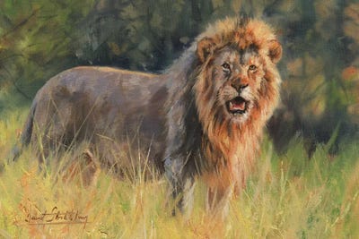 Lion Evening Light by David Stribbling canvas print
