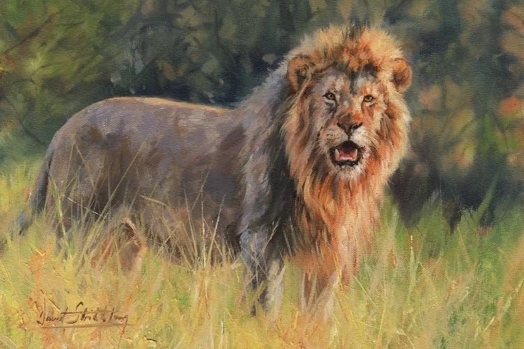 Lion Evening Light