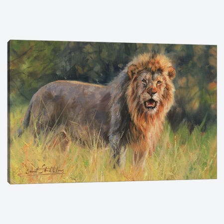 Lion Evening Light Canvas Print #STG64} by David Stribbling Canvas Art Print