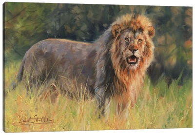 Lion Evening Light Canvas Art Print - David Stribbling