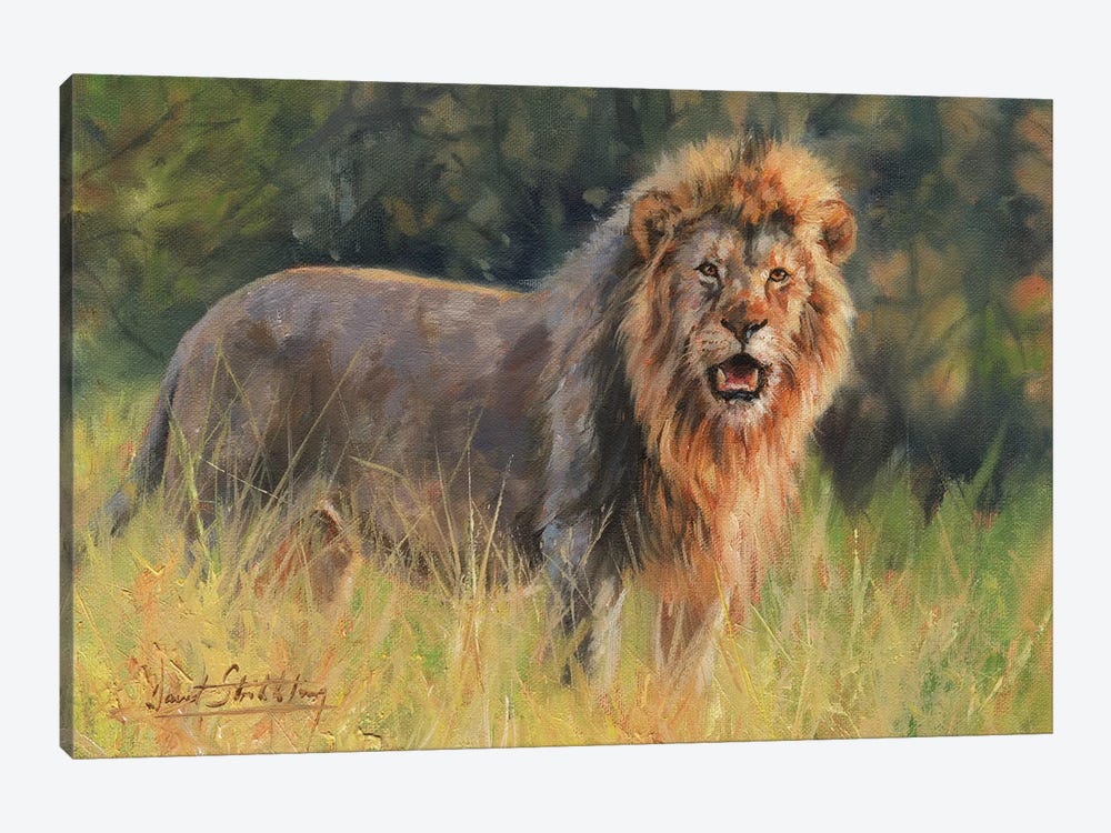 Lion Evening Light by David Stribbling 1-piece Art Print