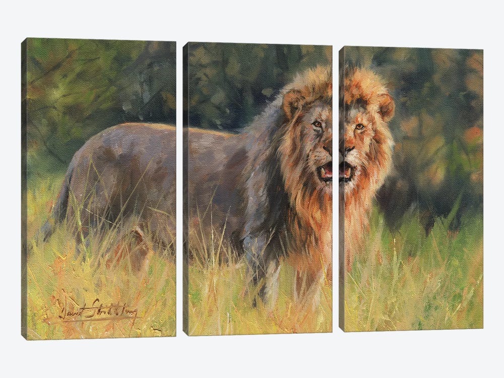 Lion Evening Light by David Stribbling 3-piece Canvas Print