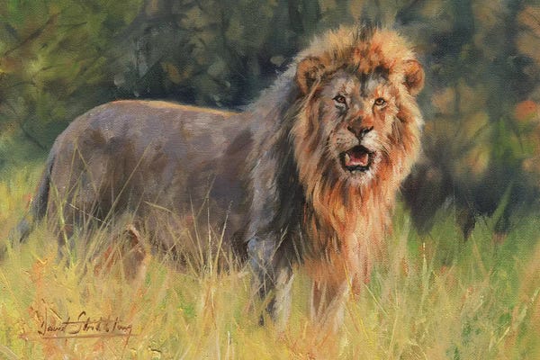 David Stribbling: Lion Evening Light by David Stribbling