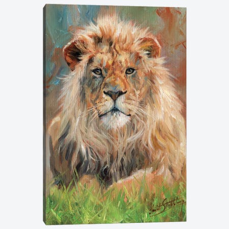 Lion Front Canvas Print #STG65} by David Stribbling Art Print