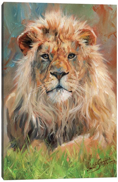 Lion Front Canvas Art Print - David Stribbling