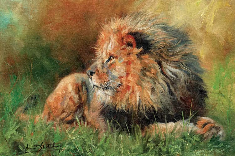 Lion Full