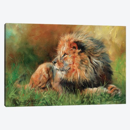Lion Full Canvas Print #STG66} by David Stribbling Canvas Art Print