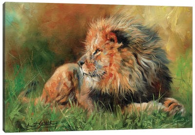 Lion Full Canvas Art Print - David Stribbling