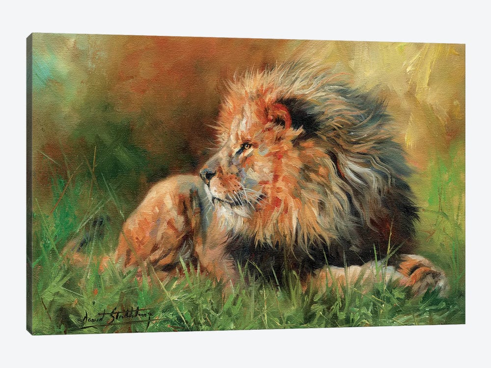 Lion Full by David Stribbling 1-piece Canvas Art Print