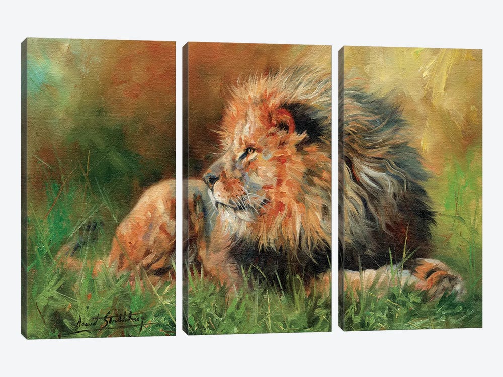 Lion Full by David Stribbling 3-piece Art Print