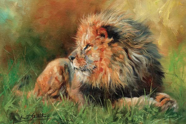 Lions: Lion Full by David Stribbling