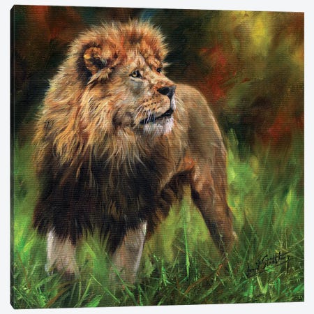Lion Full Length Canvas Print #STG67} by David Stribbling Canvas Art Print
