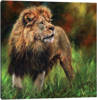 Lion Full Length Canvas Art Print - David Stribbling